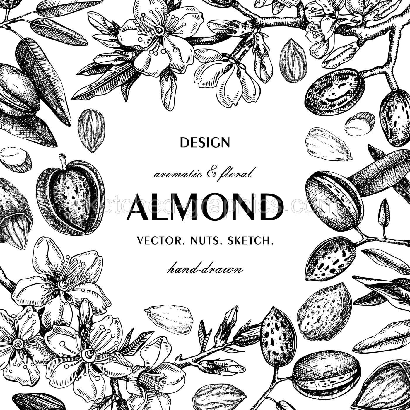 Almond nut frame design on chalkboard.Blooming branches, nuts, flower sketches. Hand-drawn vector illustration. Vintage botanical background. NOT AI generated Illustration